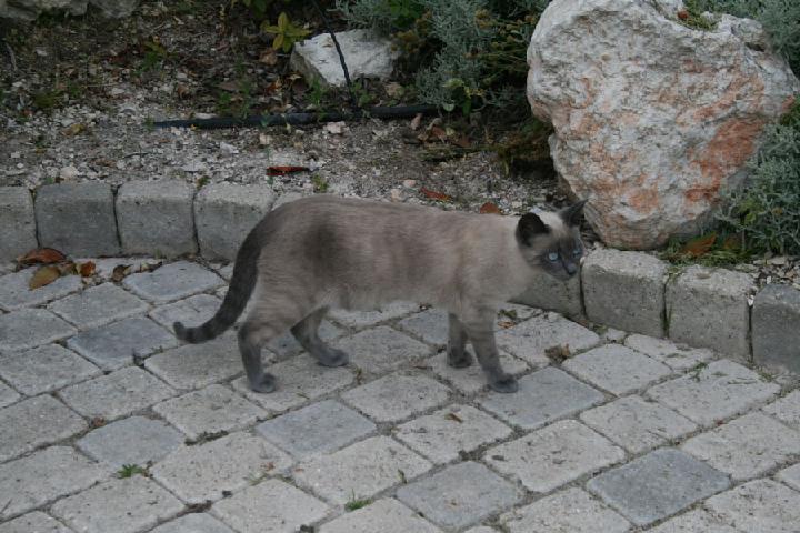 2007-07 Saphir 035.jpg